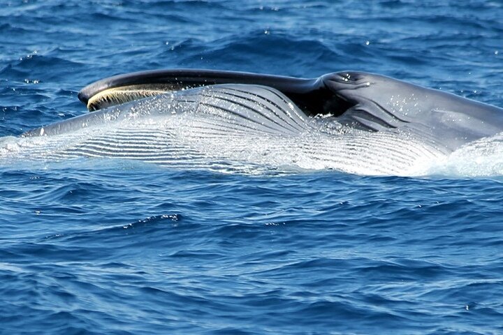 Leaders in Eco Respectful No chase whale and dolphin encounters