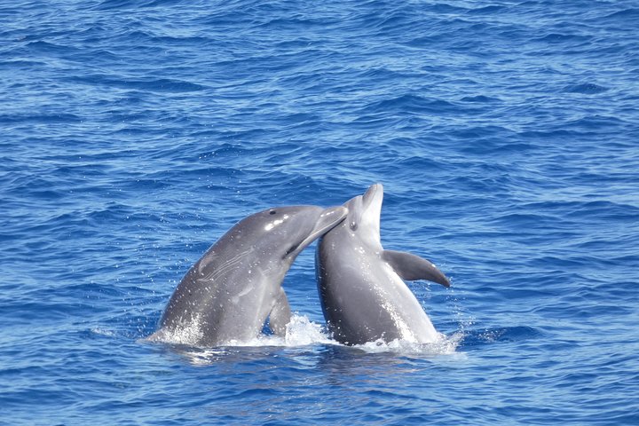 Leaders in Eco Respectful No chase whale and dolphin encounters