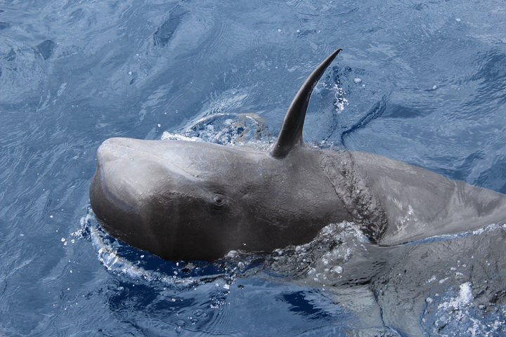 Leaders in Eco Respectful No chase whale and dolphin encounters