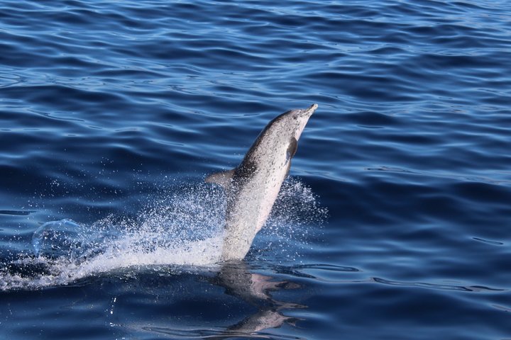 Leaders in Eco Respectful No chase whale and dolphin encounters