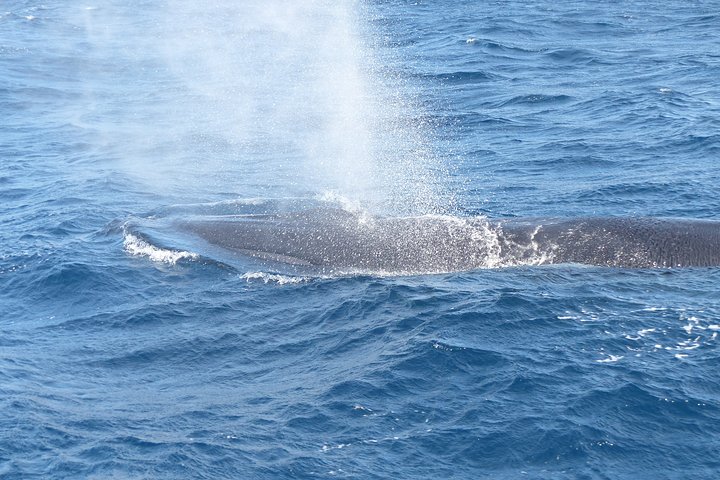 Leaders in Eco Respectful No chase whale and dolphin encounters