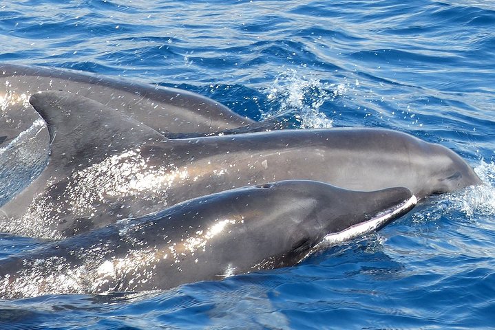 Leaders in Eco Respectful No chase whale and dolphin encounters