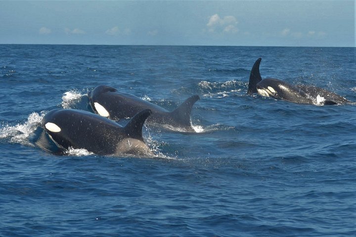 Leaders in Eco Respectful No chase whale and dolphin encounters