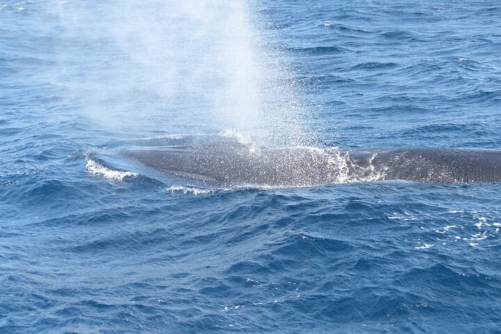 Leaders in Eco Respectful No chase whale and dolphin encounters