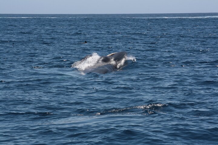 Leaders in Eco Respectful No chase whale and dolphin encounters