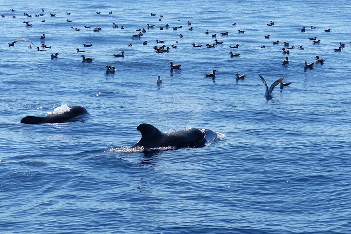 Leaders in Eco Respectful No chase whale and dolphin encounters
