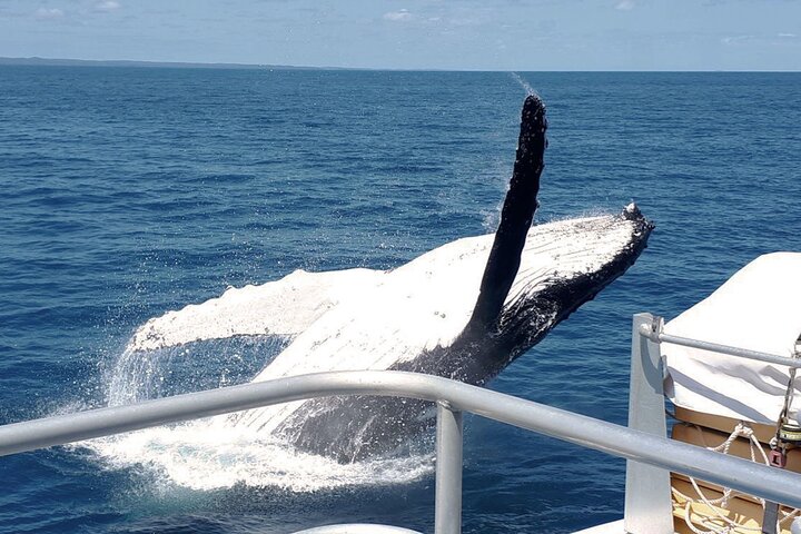 World class Whale Watching from Hervey Bay