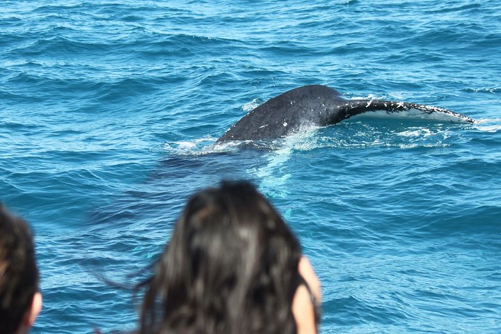 World class Whale Watching from Hervey Bay
