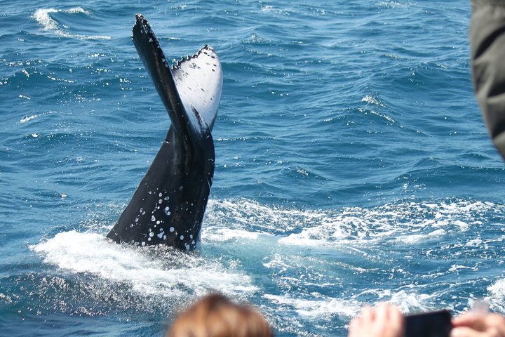 World class Whale Watching from Hervey Bay