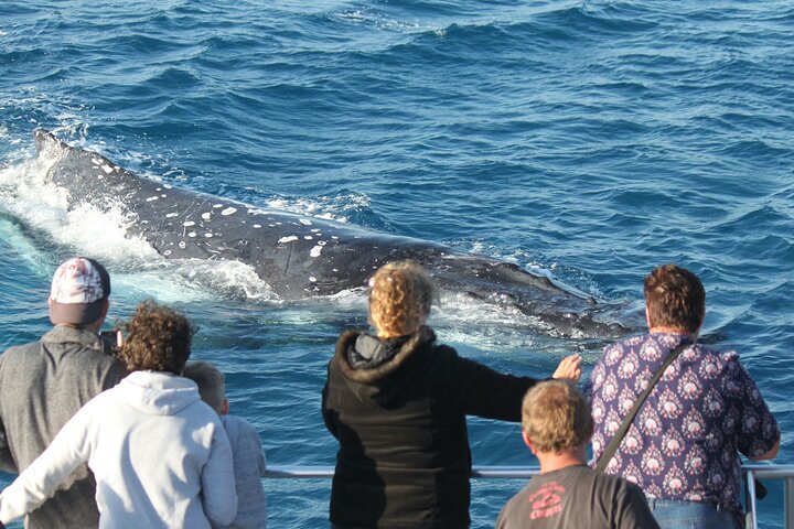 World class Whale Watching from Hervey Bay