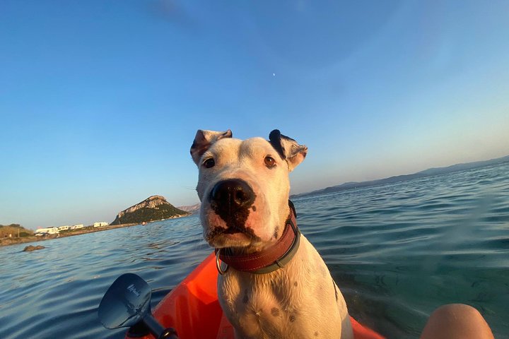 Kayak tour with aperitif and dolphins