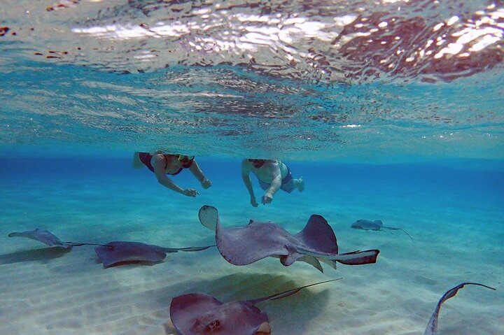 4-Stop Stingray, Snorkel, Star Fish & 7 Mile Beach (Family Owned)