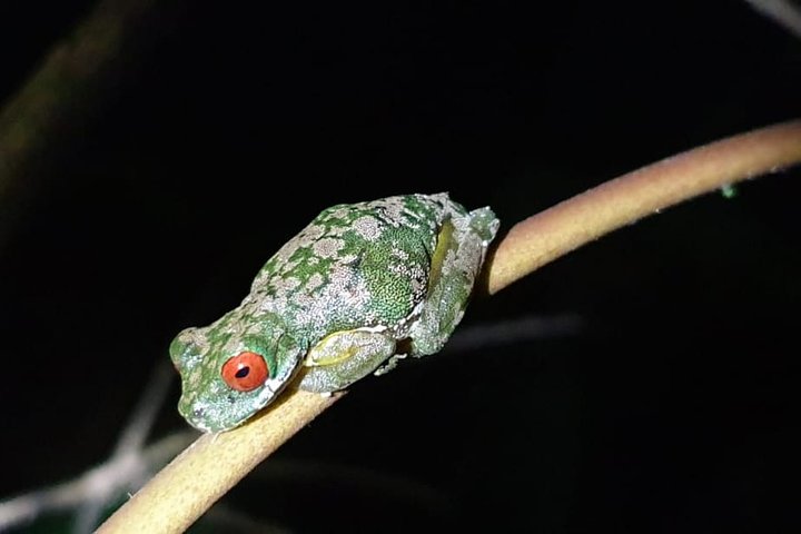 Monteverde Cloud Forest Night Wildlife Experience