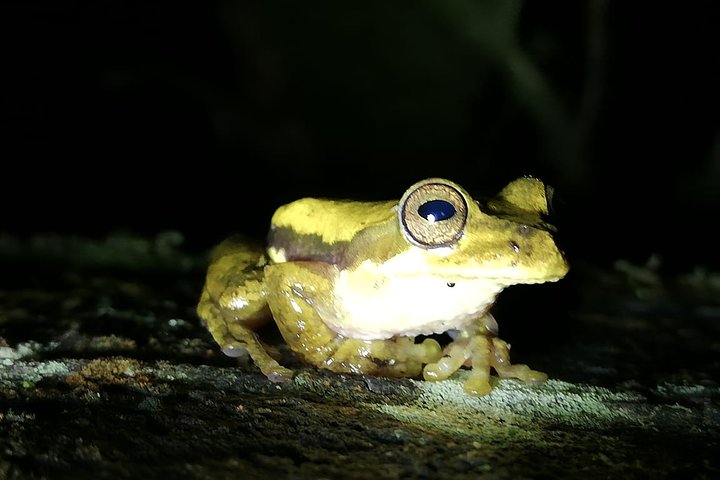 Monteverde Cloud Forest Night Wildlife Experience
