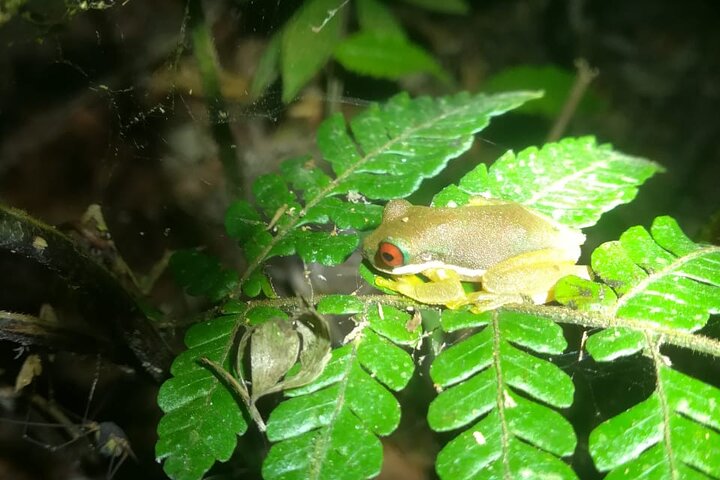 Monteverde Cloud Forest Night Wildlife Experience