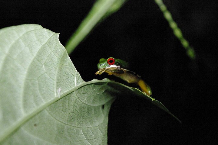 Monteverde Cloud Forest Night Wildlife Experience