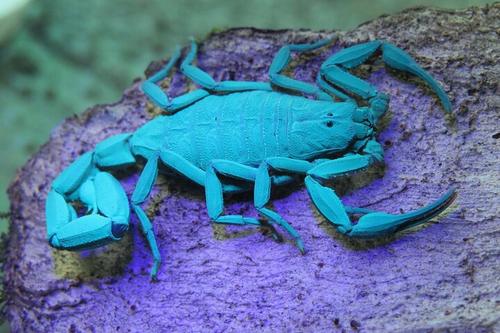 Monteverde Cloud Forest Night Wildlife Experience