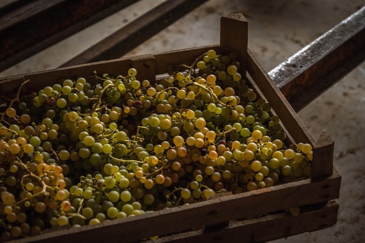 Winery Tour and Wine Tasting in Montepulciano d'Abruzzo