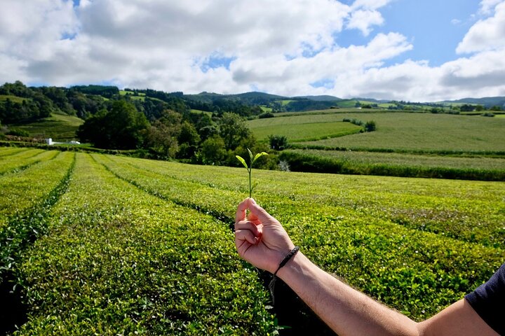 Furnas Volcano & Tea Plantation With Traditional Lunch, East Tour
