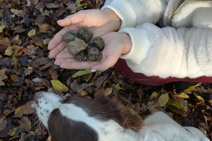 Langhe Truffle hunting Experience