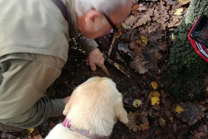 Langhe Truffle hunting Experience