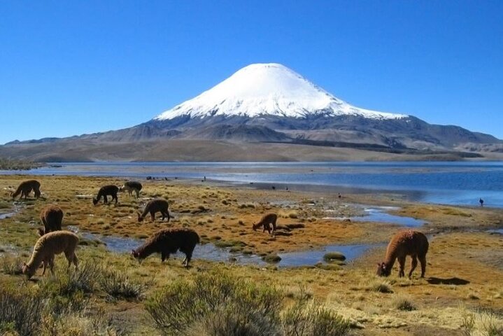 Private Lauca National Park & Chungara Lake from Arica