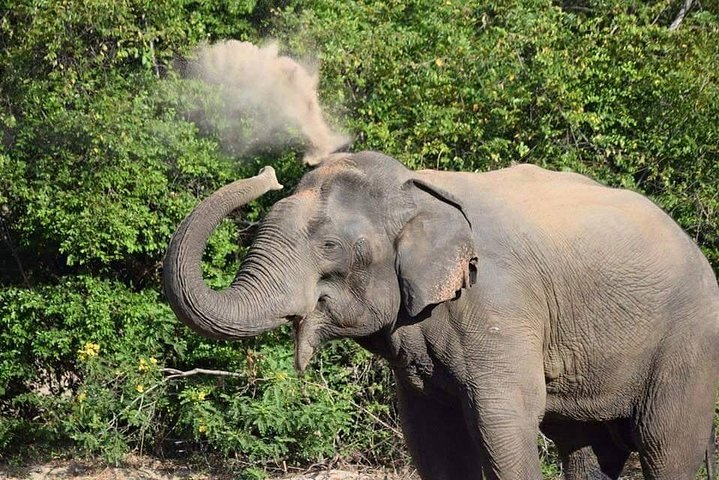 Wasgamuwa National Park Safari | Jeep with Tickets