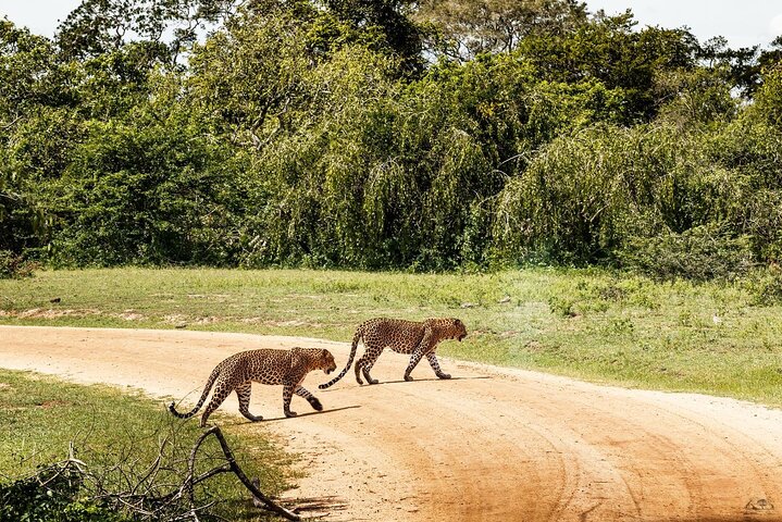 Wilpattu National Park Safari | Jeep with Tickets