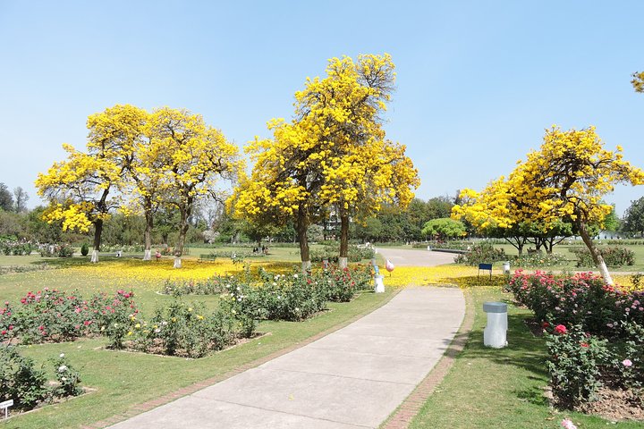 Highlights of the Chandigarh (Guided Half Day City Tour)