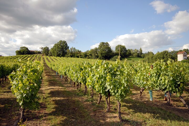 Albi, Cordes and Gaillac Day Tour from Toulouse