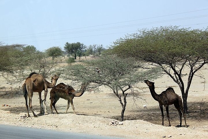 A Camel Safari with High Tea and Local Music