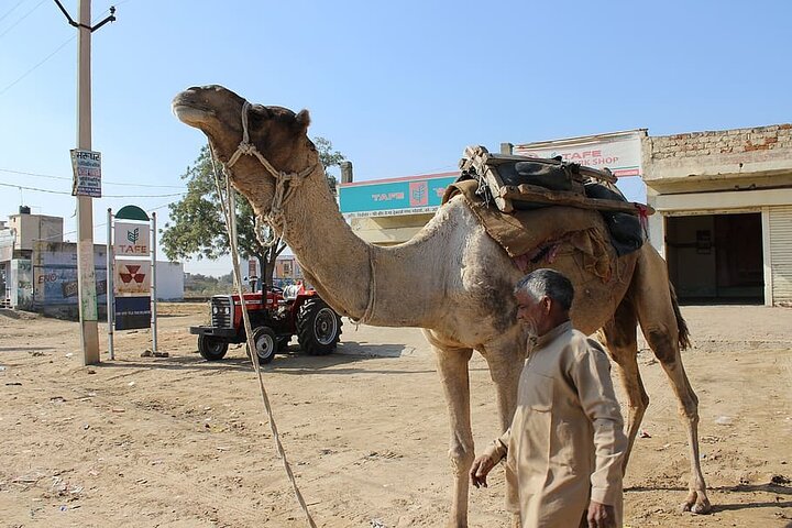 A Camel Safari with High Tea and Local Music