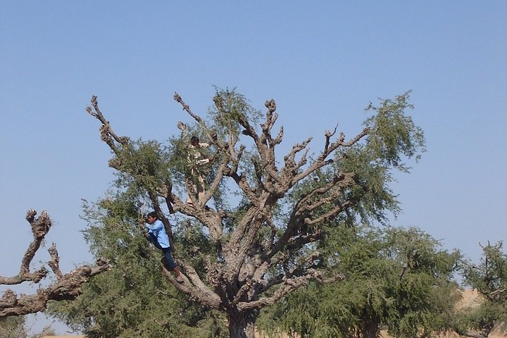 A Camel Safari with High Tea and Local Music