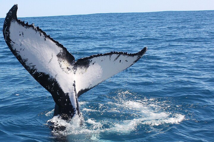 Kalbarri Whale Watching Tour Guided