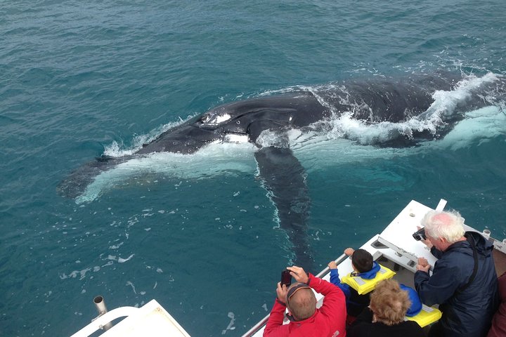 Kalbarri Whale Watching Tour Guided