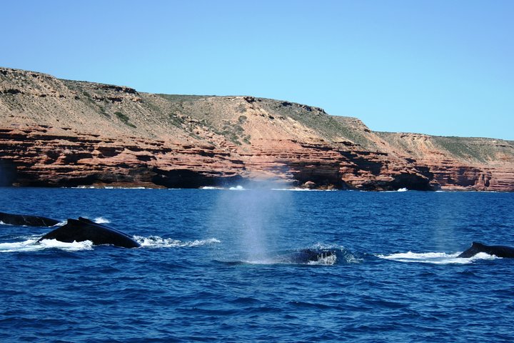 Kalbarri Whale Watching Tour Guided