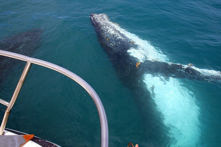Kalbarri Whale Watching Tour Guided