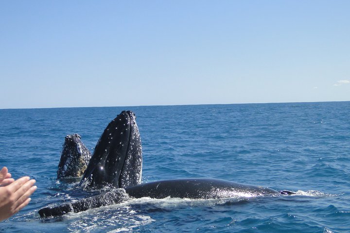 Kalbarri Whale Watching Tour Guided