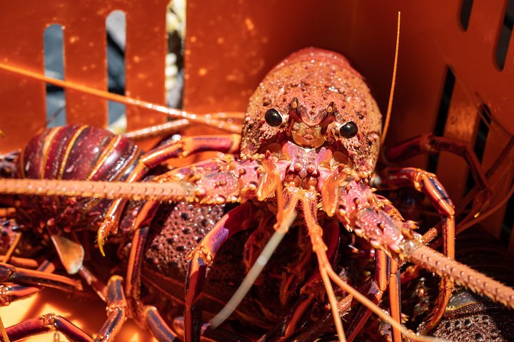 Kalbarri Rock lobster Pot Pull Tour in Kalbarri
