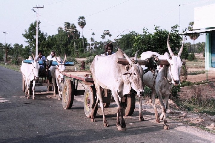 Visit to an Organic Farm in Cumbum Valley with Bullock Cart ride