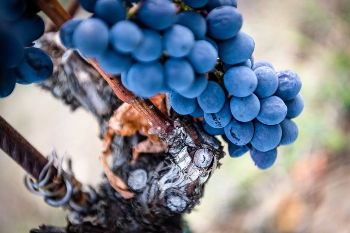 Tour and Tasting at an Organic Winery in the Heart of Chianti Classico Area
