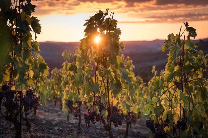 Tour and Tasting at an Organic Winery in the Heart of Chianti Classico Area
