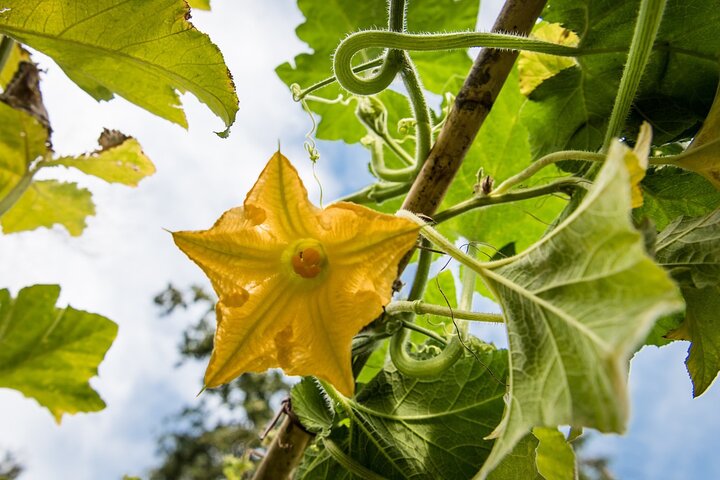 Tour and Tasting at an Organic Winery in the Heart of Chianti Classico Area