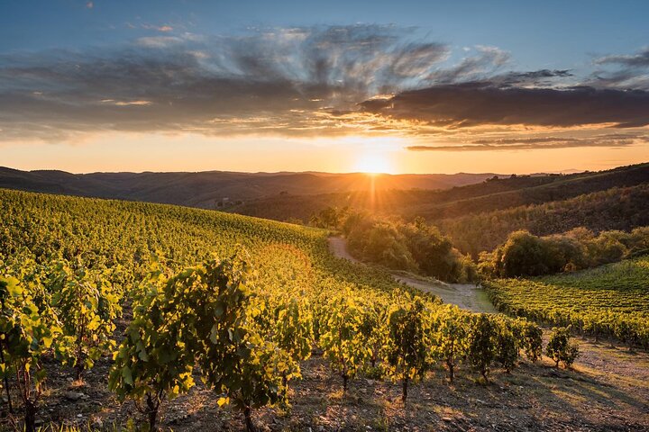 Tour and Tasting at an Organic Winery in the Heart of Chianti Classico Area