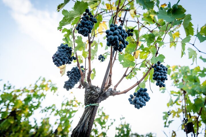Tour and Tasting at an Organic Winery in the Heart of Chianti Classico Area