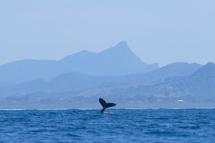 The Byron Bay Sea Kayak Tour