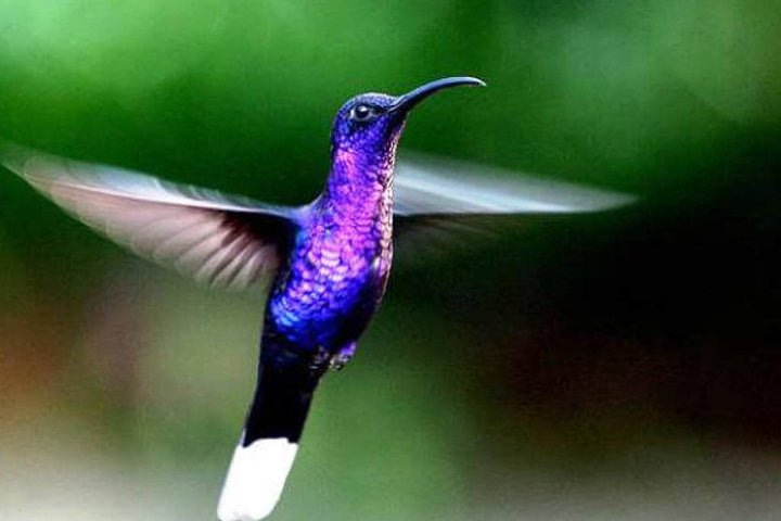 La Paz Waterfall Gardens and Wildlife Refuge Tour from San Jose