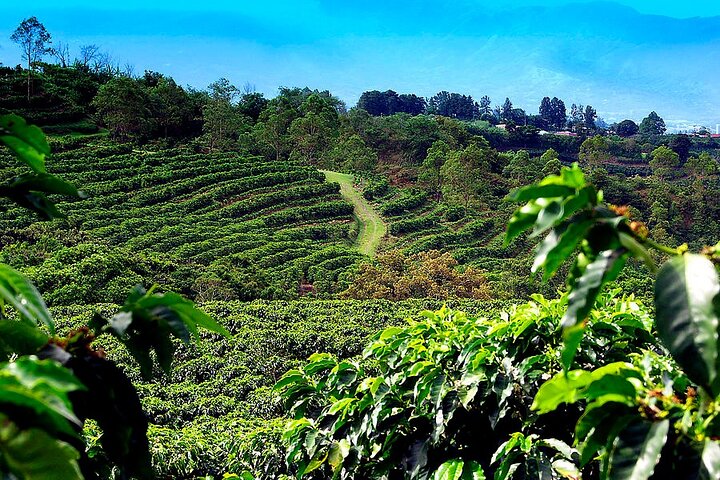Poas Volcano + Coffee Plantations & La Paz Waterfall Gardens Trip from San Jose