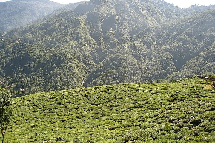 A Full Day Tour Of Darjeeling