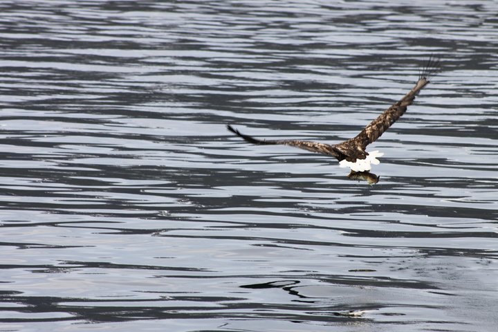 Tromsø: Arctic Fjord Cruise & Fishing Experience